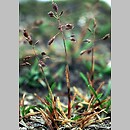 Poaceae (wiechlinowate)