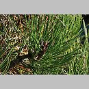 znalezisko 20101031.39.js - Pinus leucodermis ‘Hesse’