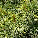 sosna giÄ™tka (Pinus flexilis)