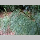 znalezisko 20070901.1.js - Pinus wallichiana (sosna himalajska); Ogród Dendrologiczny w Wojsławicach