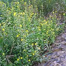 Veronico-Mimuletum guttati - zespół kroplika żółtego