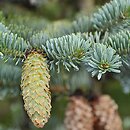 Picea jezoensis (świerk ajański)