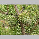 Pinus pungens (sosna kÅ‚ujÄ…ca)