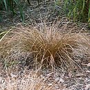 Carex comans Bronze Form