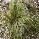 Carex comans Frosted Curls