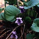 Viola epipsila (fioÅ‚ek torfowy)