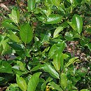 Salix reinii (wierzba Reiniego)