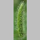 znalezisko 20200817.1.wkaczmarski - Setaria viridis (włośnica zielona); woj. łódzkie, pow. piotrkowski, pola miejscowości Grabica