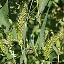 wÅ‚oÅ›nica zielona (Setaria viridis)