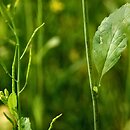 Brassica juncea (kapusta sitowata)