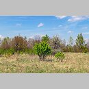 znalezisko 20150503.1.wm - Caragana arborescens (karagana syberyjska); Kraków; Kurdwanów [hałdy Solvaju]