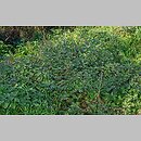 znalezisko 20171016.1.wm - Solanum alatum (psianka skrzydlata); Kraków, Łagiewniki - hałdy Solvaju