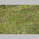 znalezisko 20100424.1.wm - Orchis pallens (storczyk blady); Miechów; Kalina-Lisiniec [obszar Natura 2000 PLH120007]