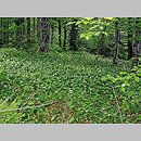znalezisko 20060615.1.wm - Allium ursinum (czosnek niedźwiedzi); Lubomierz; Rzeki [Czubaty Groń 923m n.p.m.; Gorczański PN]