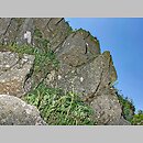 znalezisko 20080625.1.wm - Cerastium alpinum (rogownica alpejska); Zawoja.; Babia Góra - Piarżysty Żleb [1532 m n.p.m.]