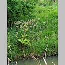 znalezisko 20050709.1.wm - Angelica archangelica ssp. litoralis (dzięgiel litwor nadbrzeżny); Kraków; Kurdwanów [dolina rzeki Wilgi]