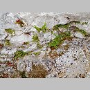 znalezisko 20150823.3.wm - Asplenium trichomanes (zanokcica skalna); Olsztyn [Częstochowa]; Góra Biakło