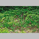 znalezisko 20040530.1.wm - Cephalanthera longifolia (buławnik mieczolistny); Olkusz.; Pazurek [buczyna karpacka].