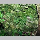 znalezisko 20090704.1.wm - Asplenium trichomanes (zanokcica skalna); Zabierzów; Kobylany [Dolina Kobylańska; skała Okręt]