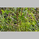 znalezisko 20150717.1.wm - Allium vineale (czosnek winnicowy); Kraków; Kurdwanów [hałdy Solvaju]