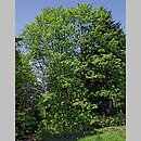 znalezisko 20070513.1.wm - Acer pseudoplatanus (klon jawor); Dobczyce; Czasław [las mieszany]