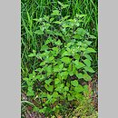 znalezisko 20180803.1.wm - Solanum nigrum (psianka czarna); Kraków; Kurdwanów; Sanktuarium JP2 [hałdy Solvaju]