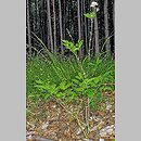 znalezisko 20040619.3.wm - Actaea spicata (czerniec gronkowy); Olkusz; Pazurek [kompleks buczyn]