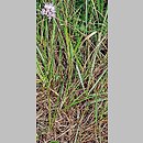 znalezisko 20080824.1.wm - Allium senescens ssp. montanum (czosnek skalny); Pińczów; Krzyżanowice Dolne [rezerwat Krzyżanowice]