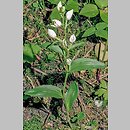 znalezisko 20080613.1.wm - Cephalanthera damasonium (buławnik wielkokwiatowy); Michałów k. Pińczowa.; Polichno [rez. Wroni Dół]