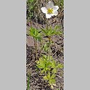 zawilec wielkokwiatowy (Anemonoides sylvestris)