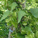 Dioscorea nipponica (pochrzyn nippoński)