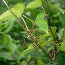 Dioscorea polystachya (pochrzyn chiński)