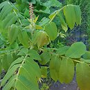 Juglans ailantifolia (orzech ajlantolistny)