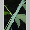 znalezisko 20210000.6.wmsz - Rubus occidentalis ‘var. flava’ (malina czarna ‘var. flava’); woj. świętokrzyskie, Pińczów