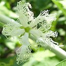 Trichosanthes cucumerina (gurdlina ogÃ³rkowata)