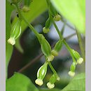znalezisko 20210000.17.wmsz - Dioscorea japonica (pochrzyn japoński); woj. świętokrzyskie, Pińczów