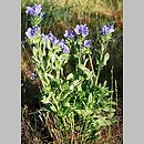 znalezisko 00010000.07_5.wsz - Echium plantagineum (żmijowiec babkowaty); Trójmiejski Park Krajobrazowy