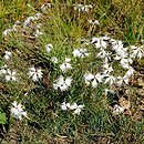 znalezisko 20160604.1.wzi - Dianthus arenarius (goździk piaskowy); Lipa k. Stalowej Woli