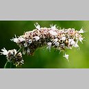 znalezisko 00010000.2.wzi - Mentha longifolia (mięta długolistna); Beskid Niski
