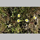 znalezisko 20160508.1.zd - Ranunculus rionii (jaskier Riona); Borowa Oleśnicka