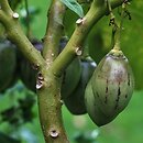 Solanum betaceum (cyfomandra grubolistna)