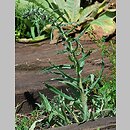 znalezisko 20100604.1.js - Echium vulgare (żmijowiec zwyczajny); Pilchowice stacja