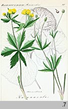 Ranunculus cassubicus (jaskier kaszubski)
