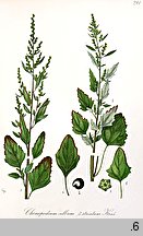 Chenopodium strictum