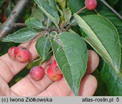 Malus sikkimensis (jabłoń sikkimska)