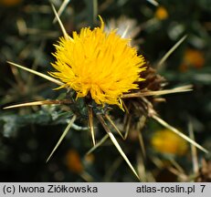 Centaurea solstitialis (chaber wełnisty)