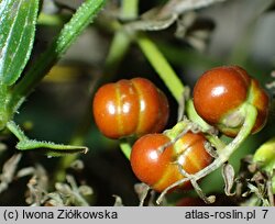 Rubia cordifolia (marzana sercolistna)