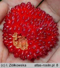 Rubus illecebrosus (jeżyna (malina) ponętna)