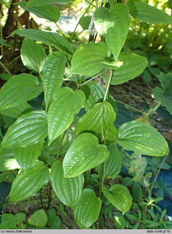 Stemona japonica