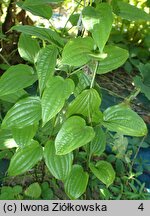 Stemona japonica